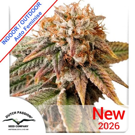 Auto Kingston Punch Feminise