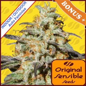 Auto Biscotti Feminise