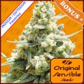 Amnesia Lemon Kush  Feminise