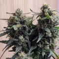 Amnesia Lemon Kush  Feminise