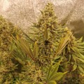 Amnesia Lemon Kush  Feminise
