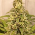 Amnesia Lemon Kush  Feminise