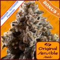 Alien Moonrocks Feminise