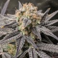 Alien Moonrocks Feminise
