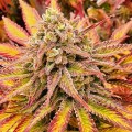 Alien Moonrocks Feminise