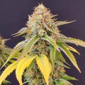 Alien Moonrocks Feminise