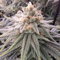 Alien Moonrocks Feminise