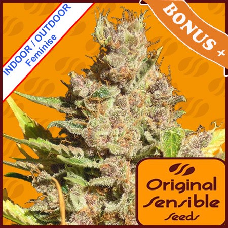 Alien Gorilla Feminise