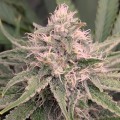 Alien Gorilla Feminise