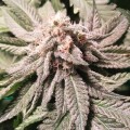 Alien Gorilla Feminise