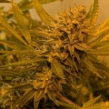 Alien Gorilla Feminise