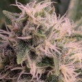 Alien Gorilla Feminise