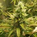 Auto Blueberry Cookies Feminise