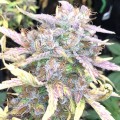 Auto Blueberry Cookies Feminise