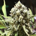 Auto Blueberry Cookies Feminise