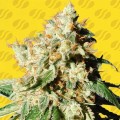 Auto Blueberry Cookies Feminise