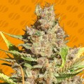 Alien Gorilla Feminise