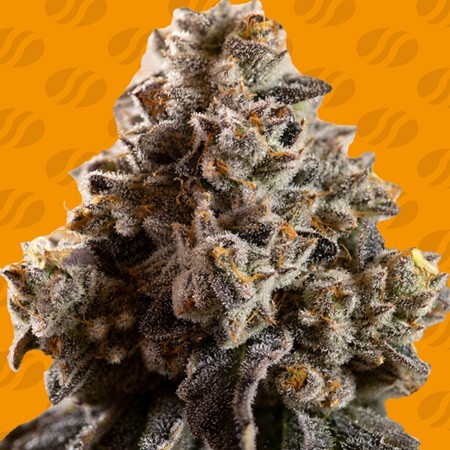 Alien Moonrocks Feminise