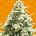 Amnesia Lemon Kush  Feminise