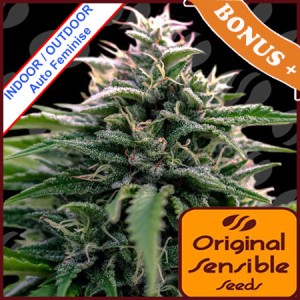 Auto CreamZilla Feminise