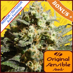 Auto Cherry Alien Feminise