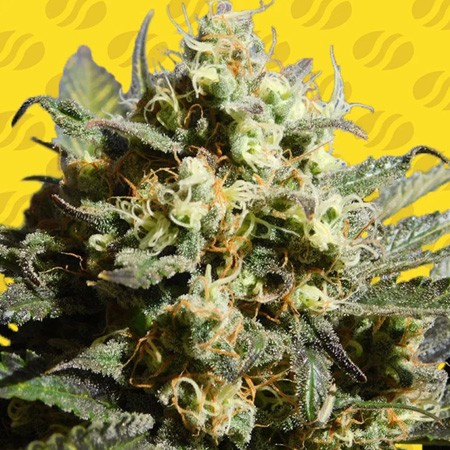 Auto Cherry Alien Feminise