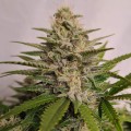 Auto Cherry Alien Feminise