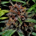 Auto Cherry Alien Feminise