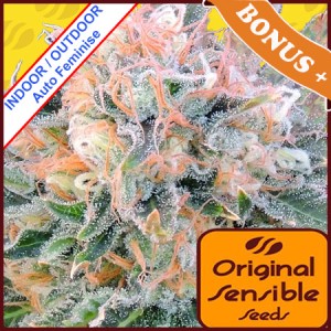 Auto Blueberry Ghost OG Feminise