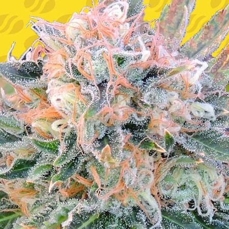 Auto Blueberry Ghost OG Feminise