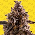 Auto Black Orchid Feminise