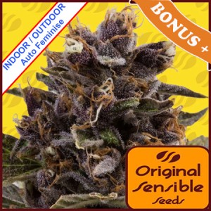 Auto Black Dog Feminise