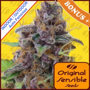 Auto Gelato Feminise