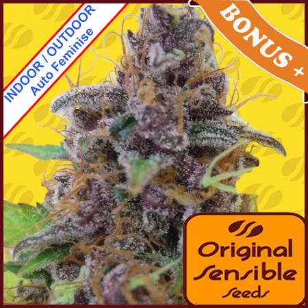 Auto Gelato Feminise