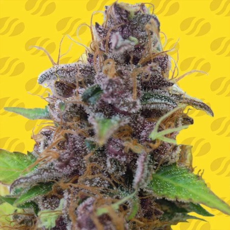 Auto Gelato Feminise