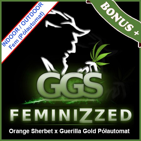 Orange Sherbet x Guerilla Gold Półautomat Feminise