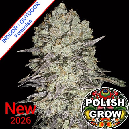 Polish Rainbow Fast Version Feminise