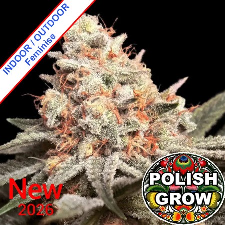 Polish Mimosa Fast Version Feminise