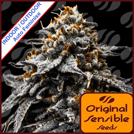 Auto Twilight Zlush Feminise