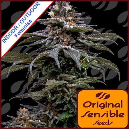 Purple Overload Feminise