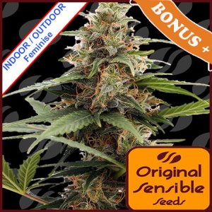 Orange Ooze Feminise