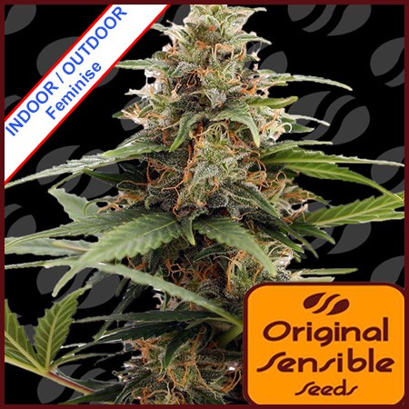 Orange Ooze Feminise