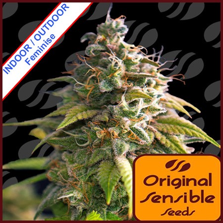 Citrus Slurp Feminise