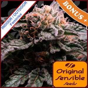 Banana Fumes Feminise