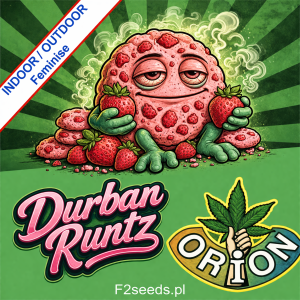 Durban Runtz Fast Version Feminise