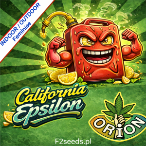 California Epsilon Fast Version Feminise