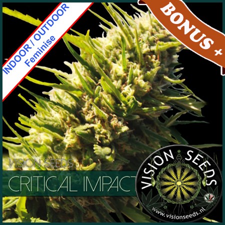 Critical Impact Feminise