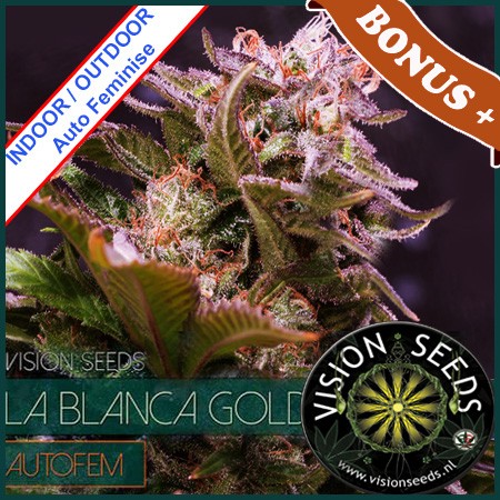 La Blanca Gold Auto Feminise