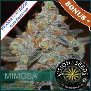 Mimosa Auto Femnise