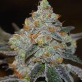 Mimosa Auto Femnise